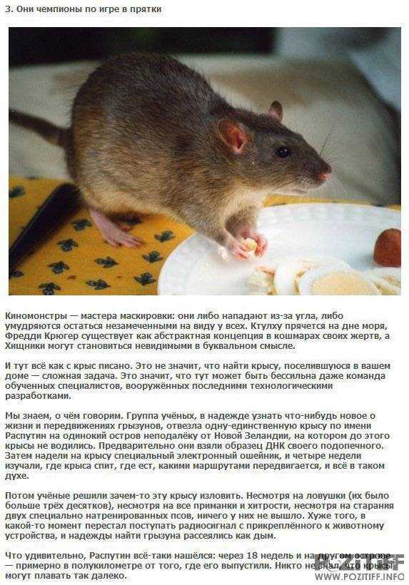 Самая большая крыса в мире: описание, особенности и интересные факты :: syl.ru