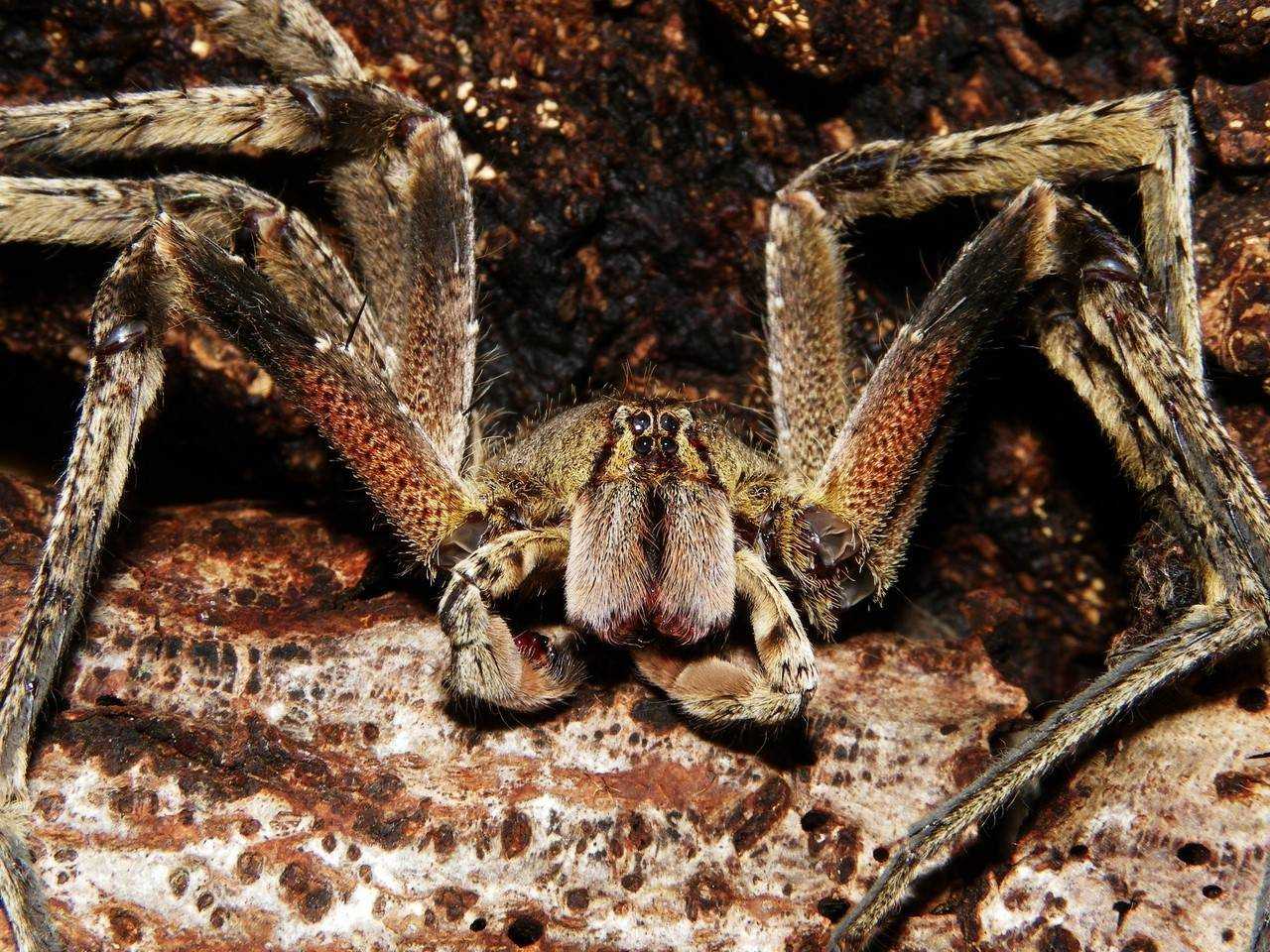 Где обитает бразильский странствующий паук. где обитает бразильский странствующий паук phoneutria