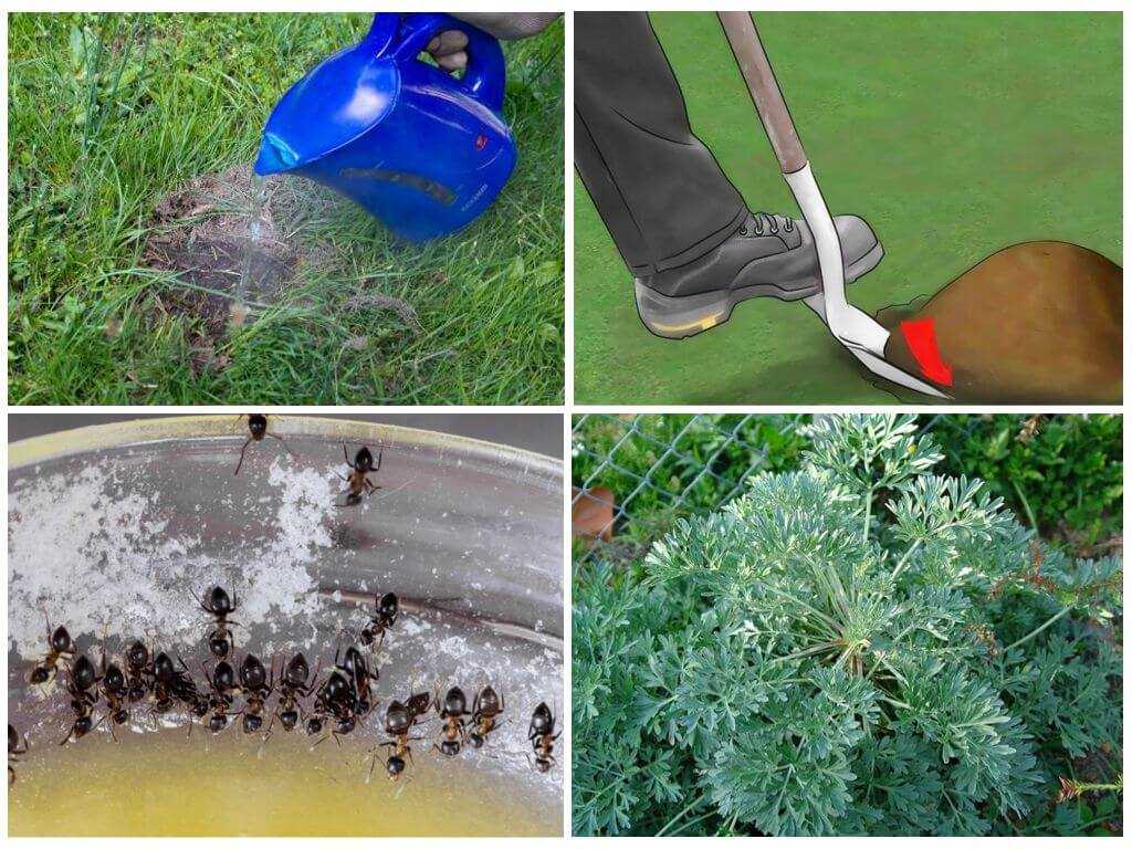 Как избавиться от муравьев на участке самостоятельно и навсегда, методы борьбы с муравьями на дачном садовом участке