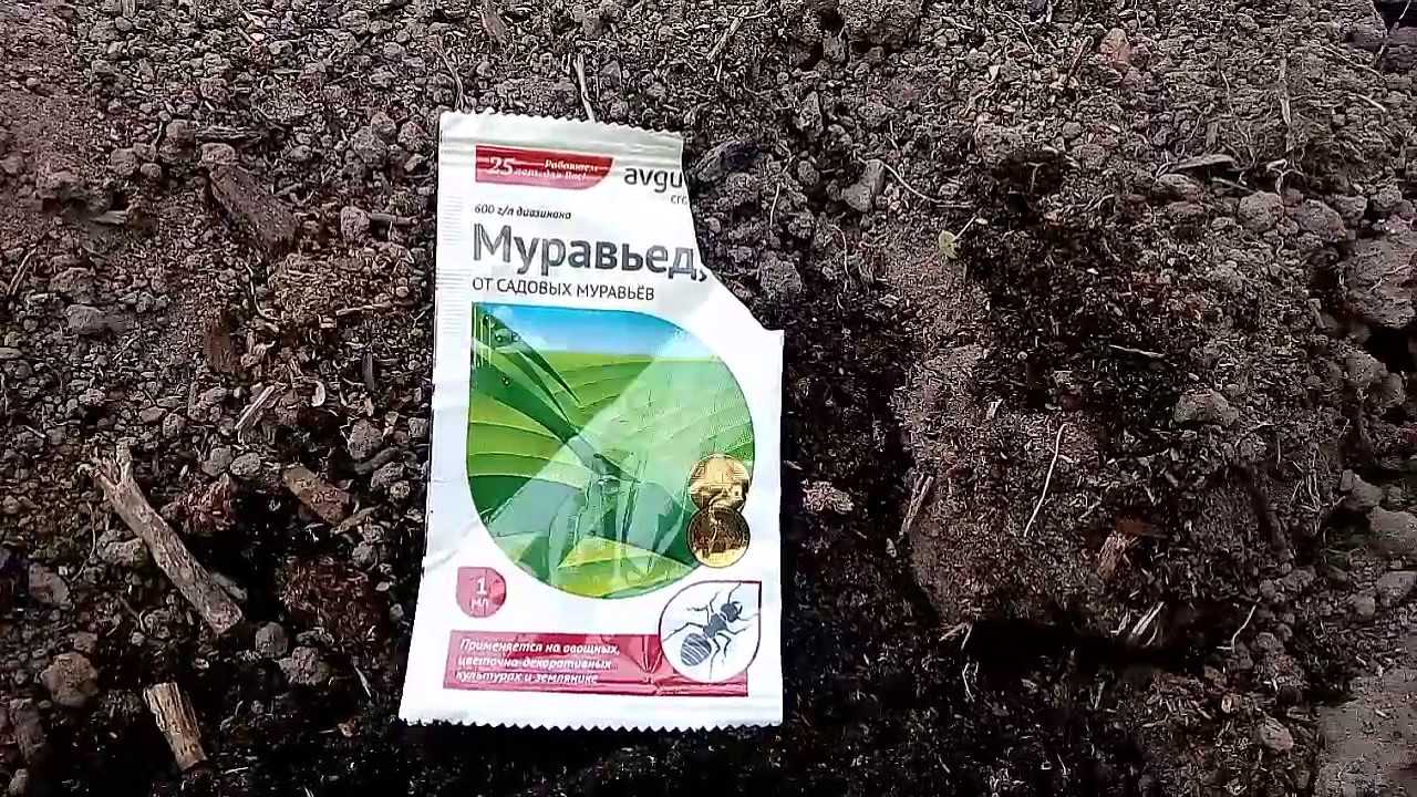 Как избавиться от муравьев в теплице ⭐ навсегда