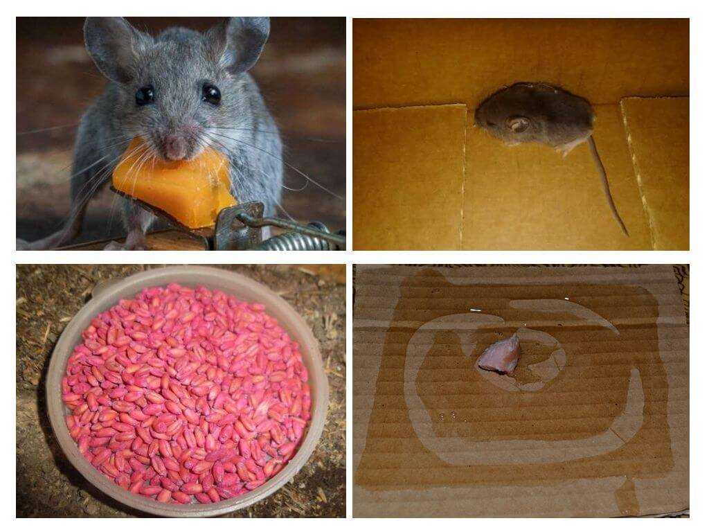 Какой запах отпугивает мышей в доме (квартире)