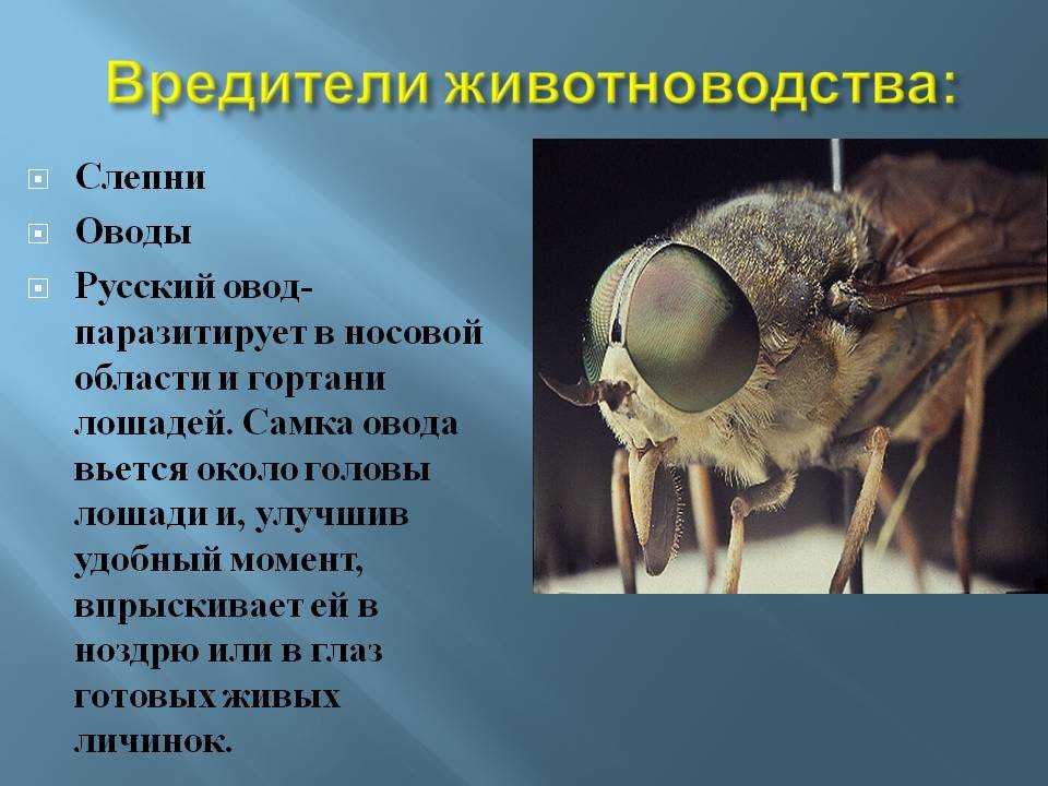 Слепень