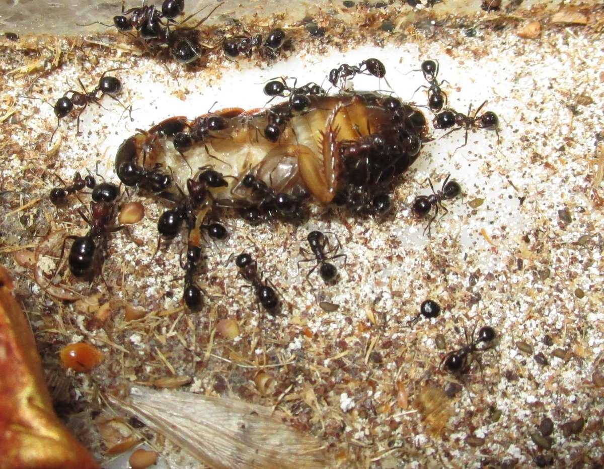 Messor structor (степные муравьи-жнецы):содержание в домашних условиях | аквариумные рыбки