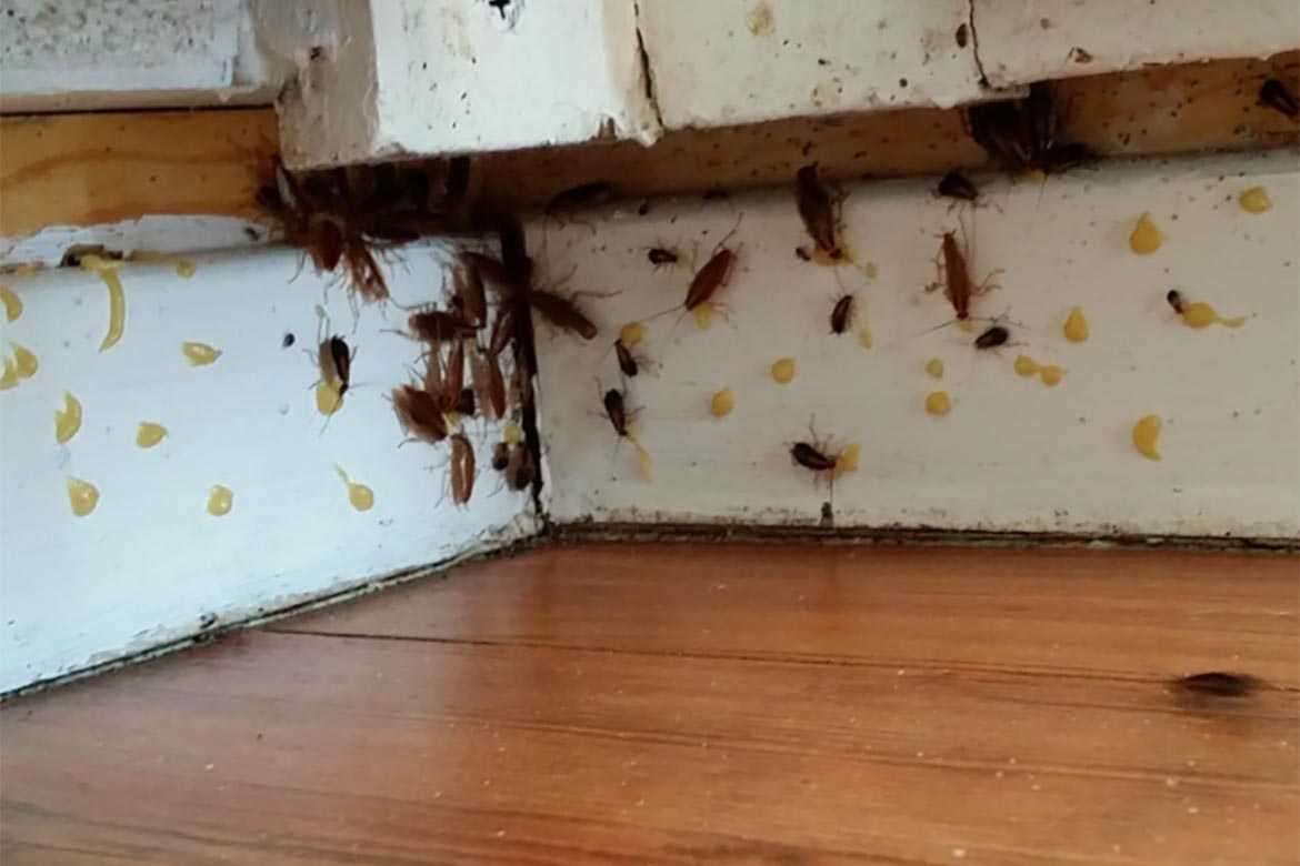 Как остановить размножение тараканов в квартире? 5 простых правил