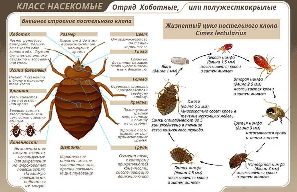 Как вывести клопов из квартиры самостоятельно и чего они боятся