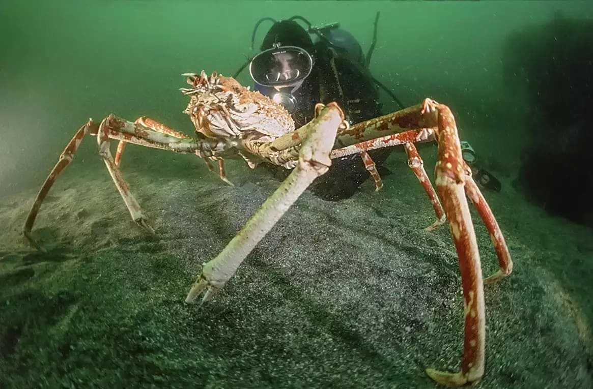 Высший краб. Японский глубоководный краб паук. Giant Spider Crab. Крабы Macrocheira kaempferi. Японский краб паук самый большой в мире.