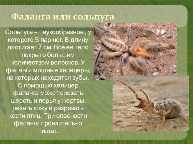 Верблюжий паук распространен в России и в мире, имеет несколько названий, особенностей строения, прожорлив, плотояден, при этом не опасен для человека