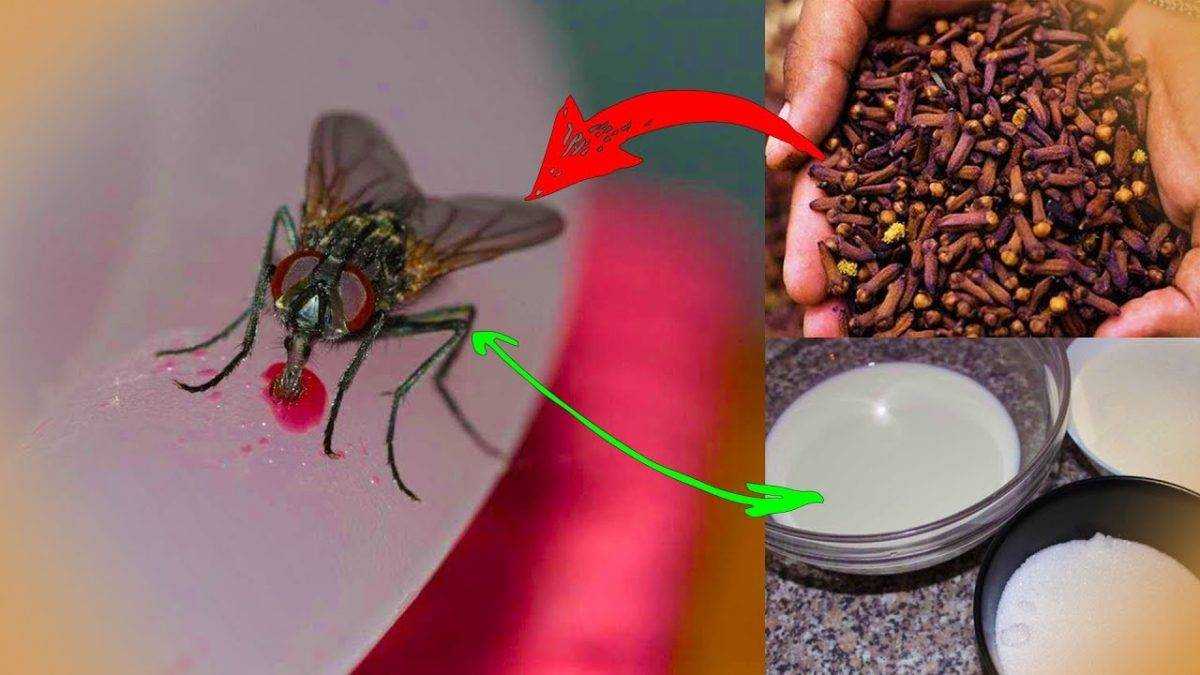 Что отпугивает мух в доме, во дворе и на улице: народные средства