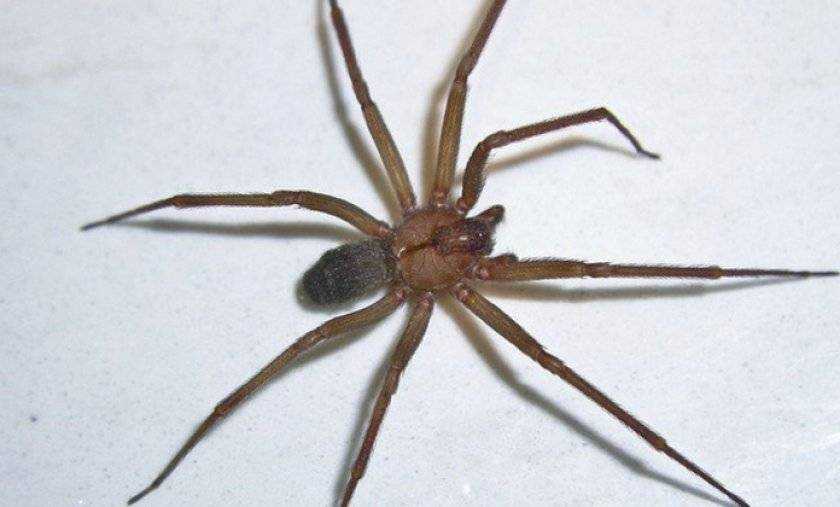 Как узнать коричневого паука–отшельника: 11 шагов