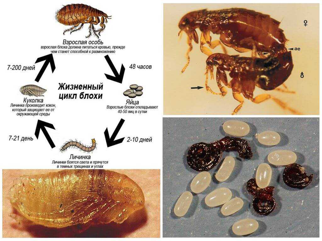 Блохи и их личинки фото