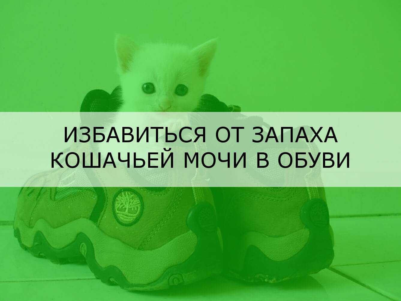 Как и чем вывести запах кошачьей мочи из обуви / vantazer.ru – информационный портал о ремонте, отделке и обустройстве ванных комнат
