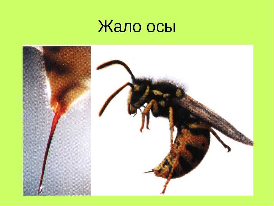 Аллергия на укусы насекомых. типы аллергических реакций. умеренная и острая  аллергия. что делать при укусе насекомых?