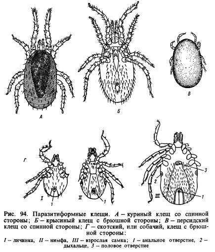 Строение клеща схема