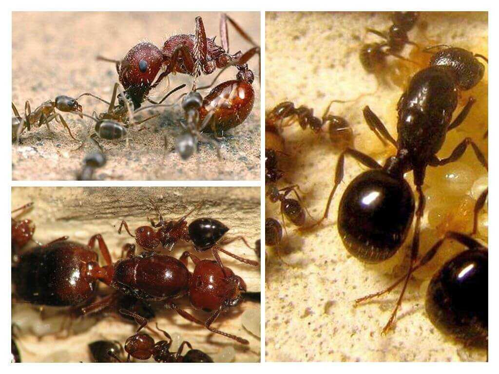 Нежданный гость домашний муравей. причины заселения муравьями нашего жилья. виды муравьев и признаки их появления