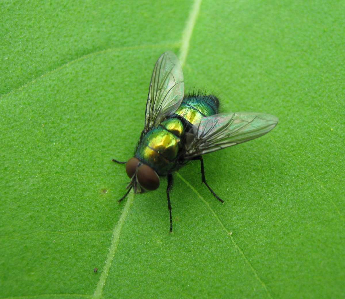 Зеленая мясная муха. Зеленая падальная Муха. Зеленая Муха Люцилия. Муха (насекомое)навозная. Навозная Муха.