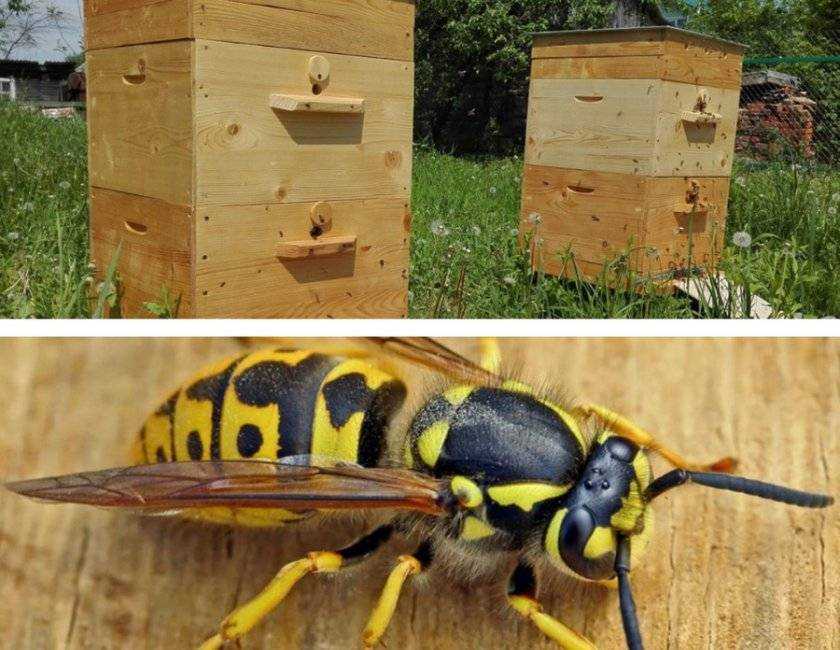 Как можно избавиться от диких пчел: дикие пчелы в стене дома, как вывести
