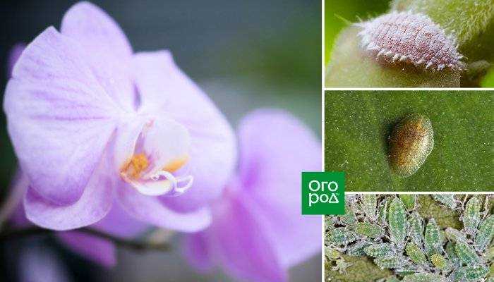 Вредители орхидей фото и название и как с ними бороться