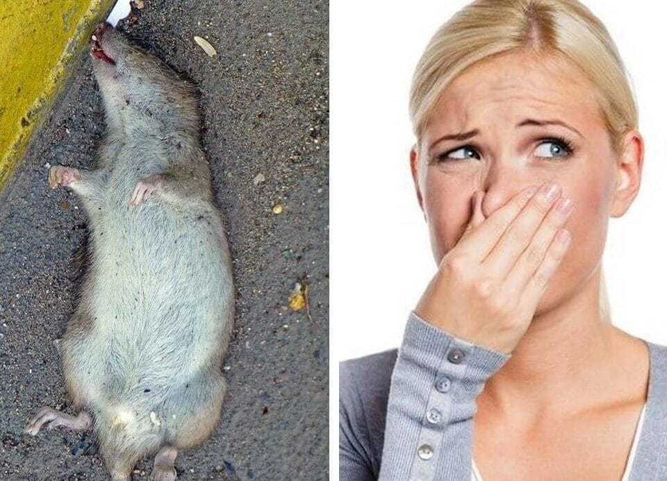 Как избавиться от запаха дохлой мыши? / асиенда.ру