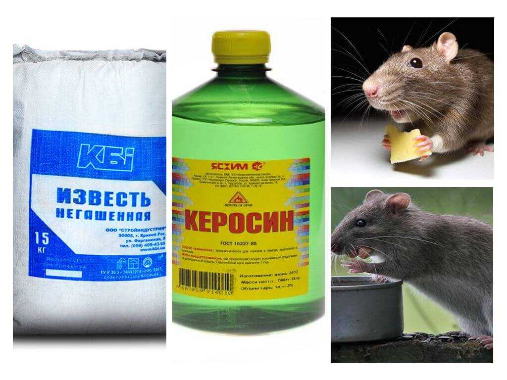 Как избавиться от крыс в доме и на участке
