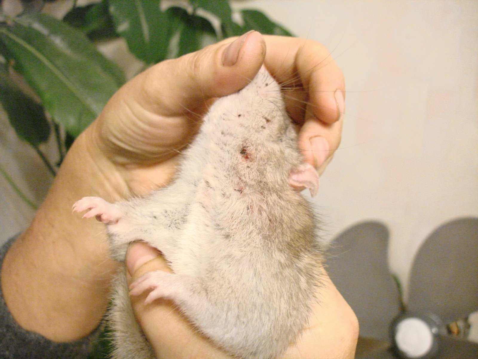 Гамазовые паразиты крыс и мышей Как выглядит крысиный клещ, чем опасен Разница между мышиным и крысиным клещами, как проникают в жилище Методы борьбы с паразитами