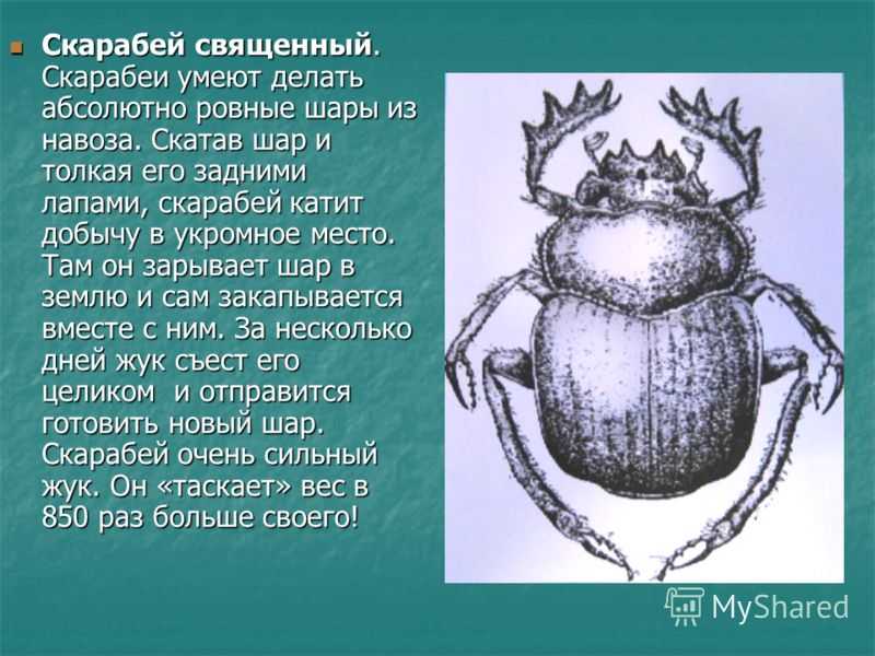 Тайна египетского жука-скарабея - полет души - эзотерика, психология, саморазвитие