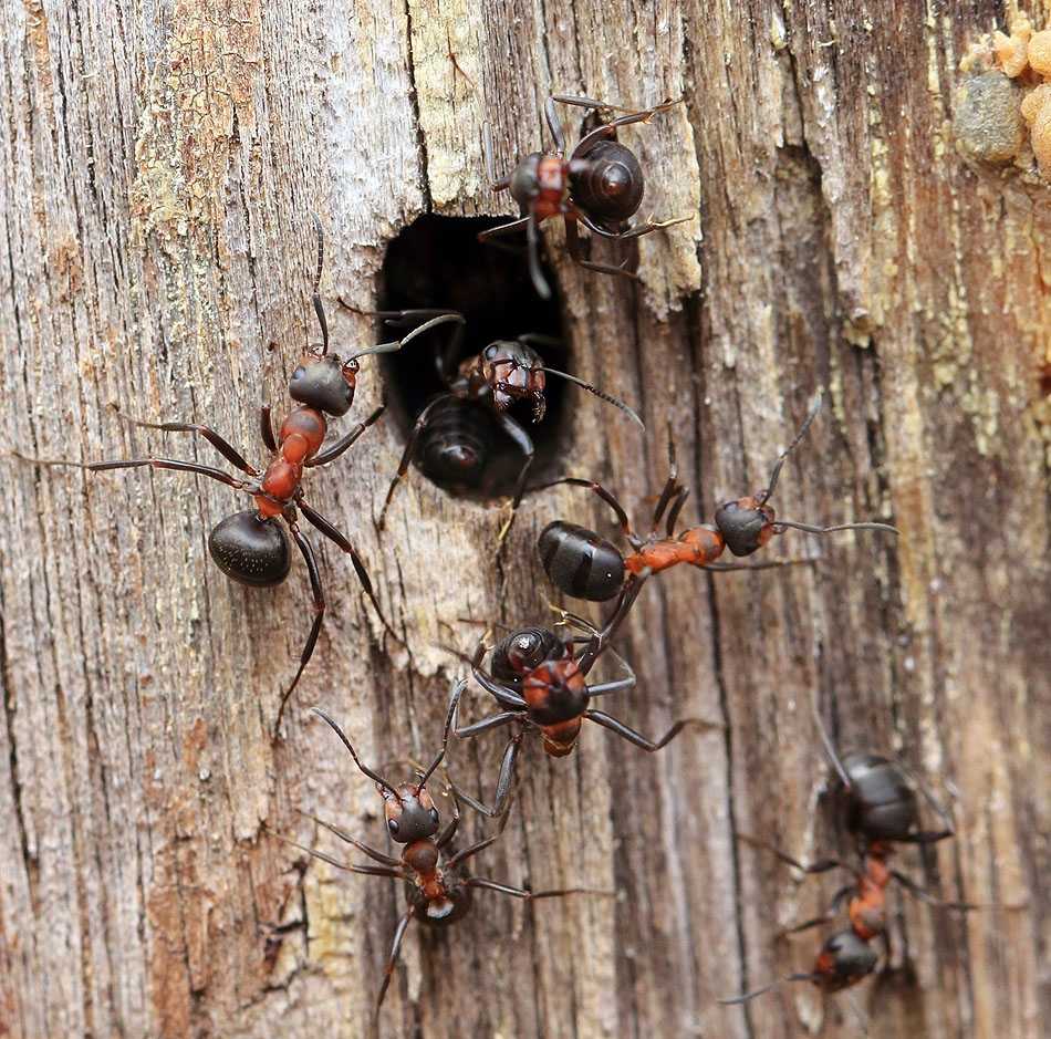 Социальная жизнь муравьиной цивилизации
