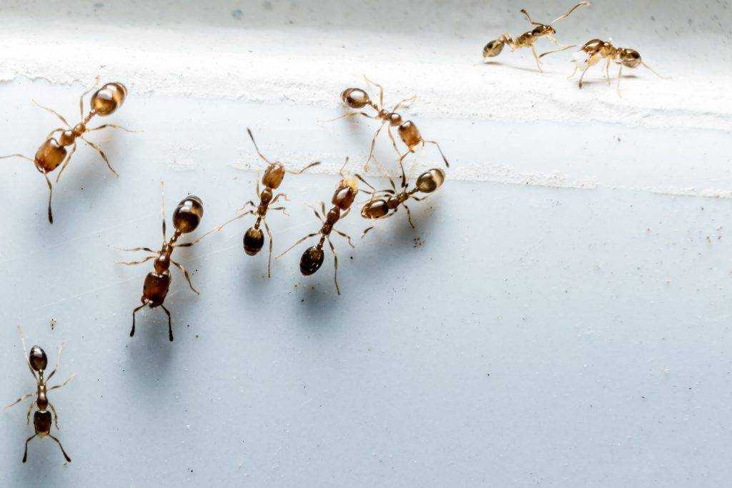 Как ориентироваться по муравейнику в лесу на местности, можно ли ориентироваться