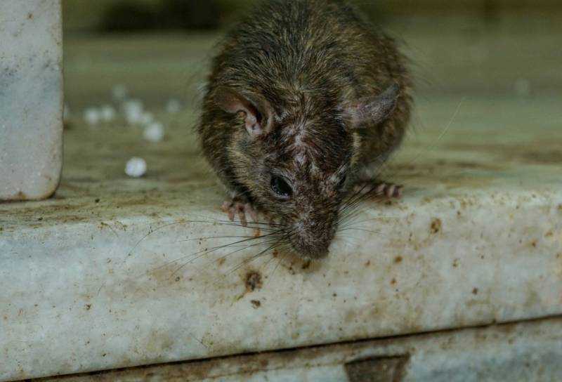 17 интересных фактов о мышах