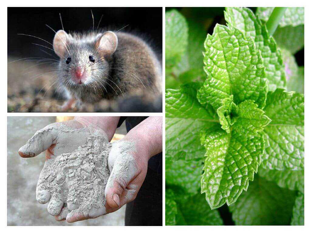 Какие запахи отпугивают крыс и мышей