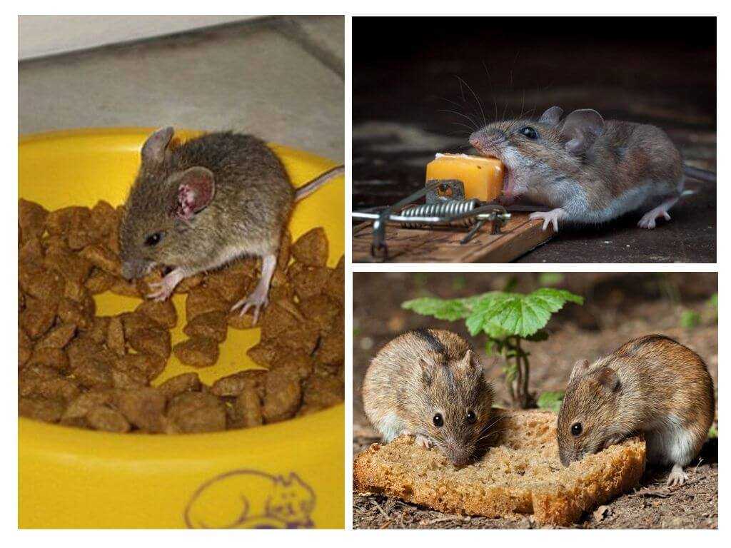 Что положить в западню — приманки для мышей в мышеловку: правда и мифы об угощении для грызунов