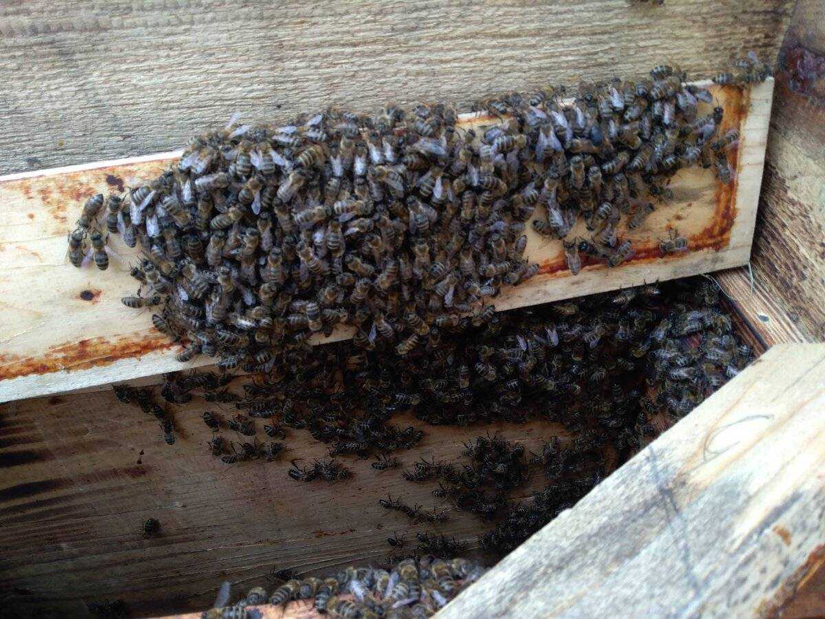 Как можно избавиться от соседских пчел