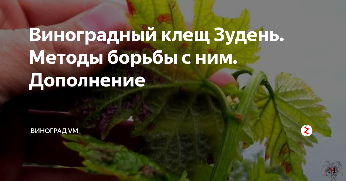 Паутинный клещ - современные методы борьбы с вредителем