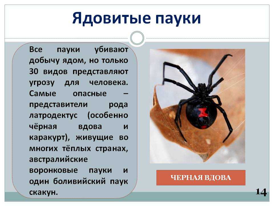 Ядовитые и не ядовитые пауки россии, какие из них самые опасные?