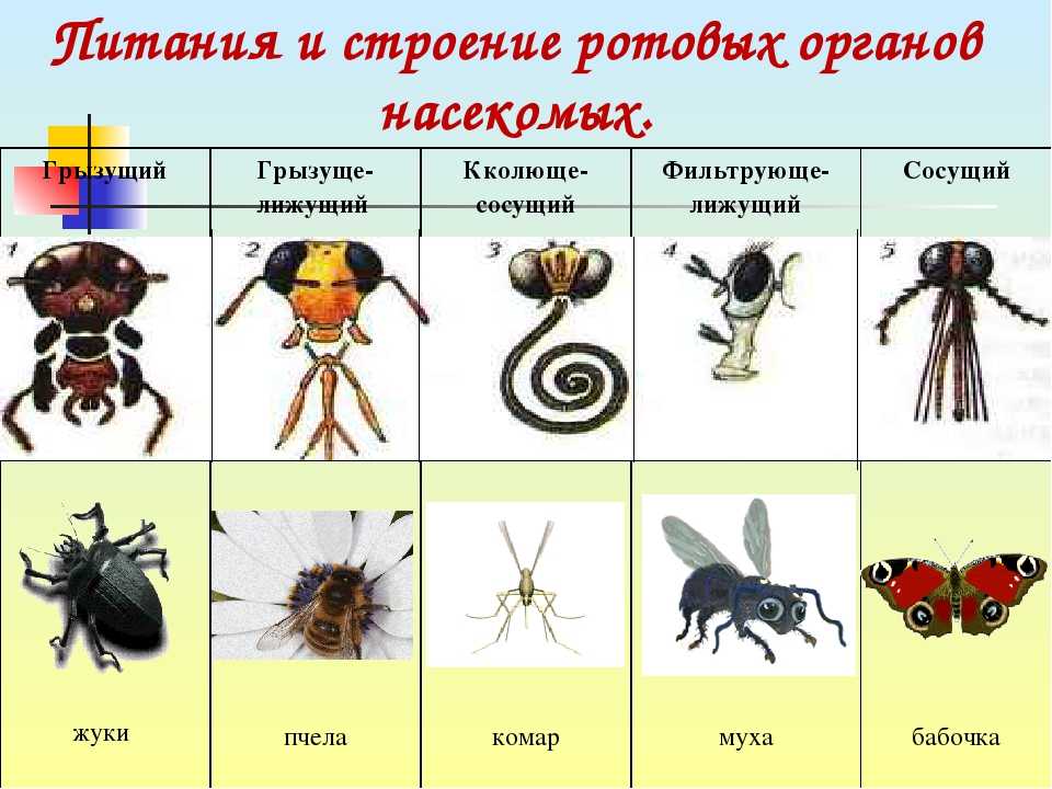 Охарактеризуйте особенности внешнего строения насекомых используя рисунки в тексте параграфа