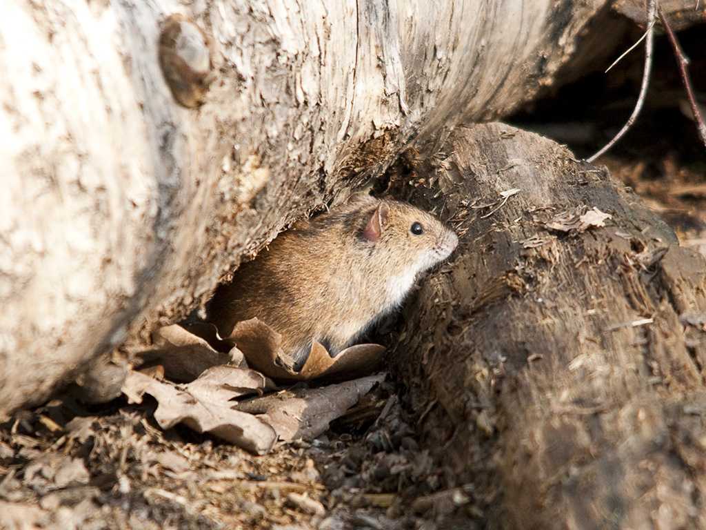 Чем питается мышь природе (поле, лес) и в частном доме или в квартире?