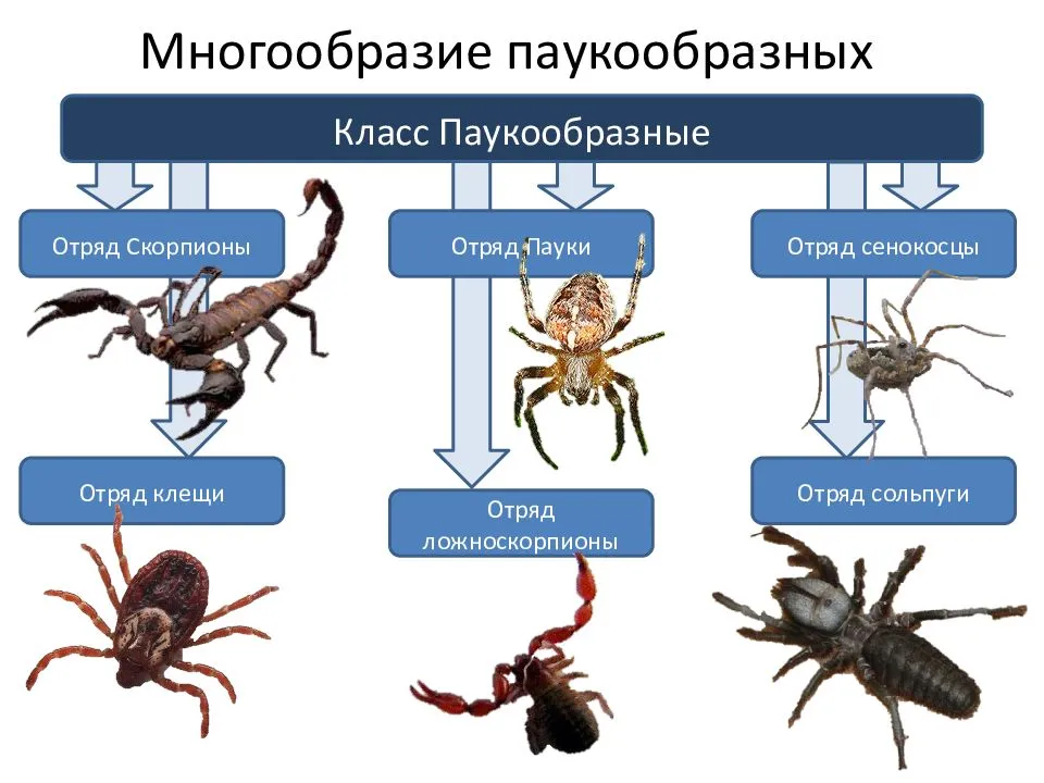 Представители какого типа царства животных изображен на рисунке