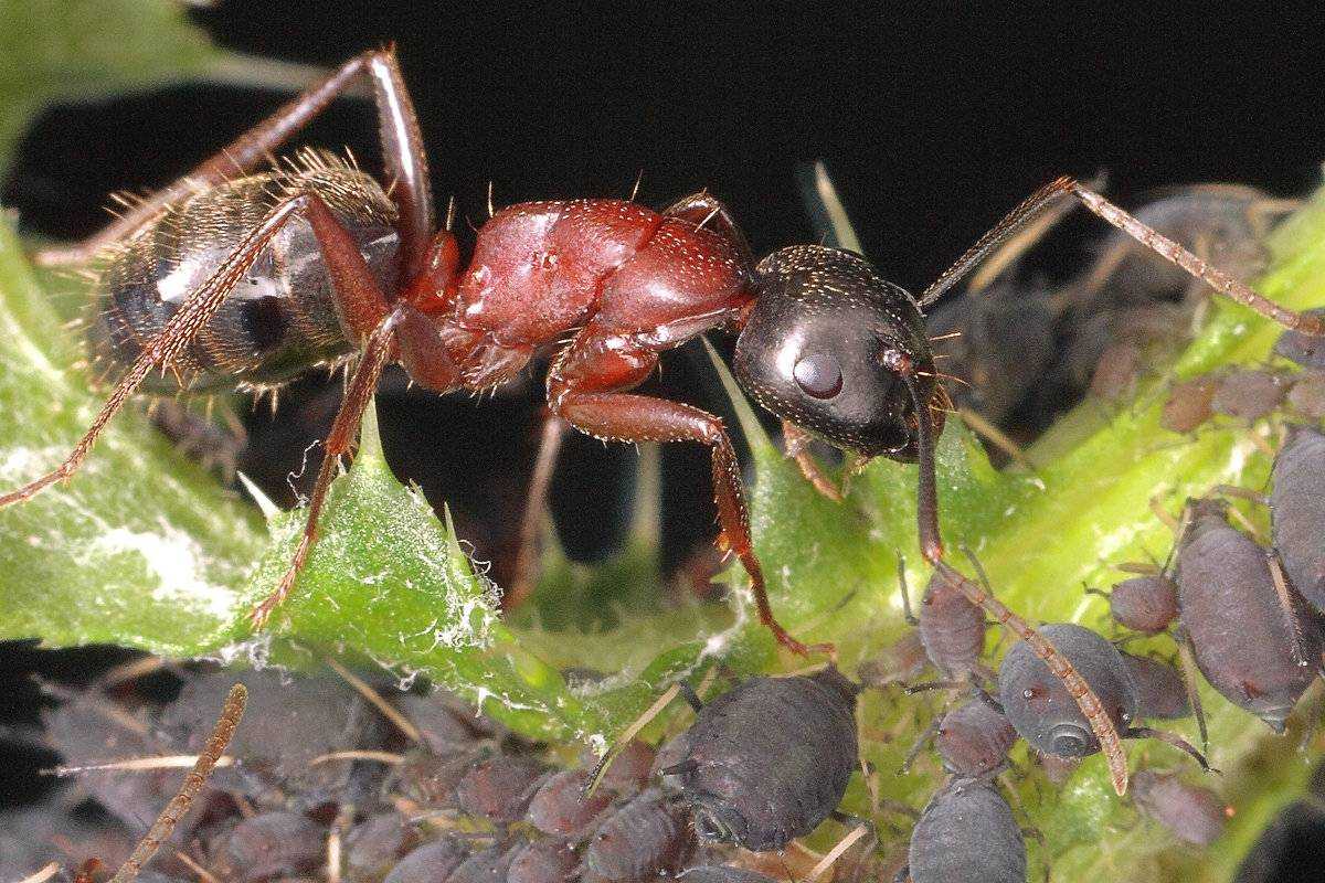 Тля рыжий муравей тип биотических отношений. Муравей и тля симбиоз. Муравьи доят тлю. Муравей и тля Тип взаимоотношений. Муравьи и тля взаимоотношения.