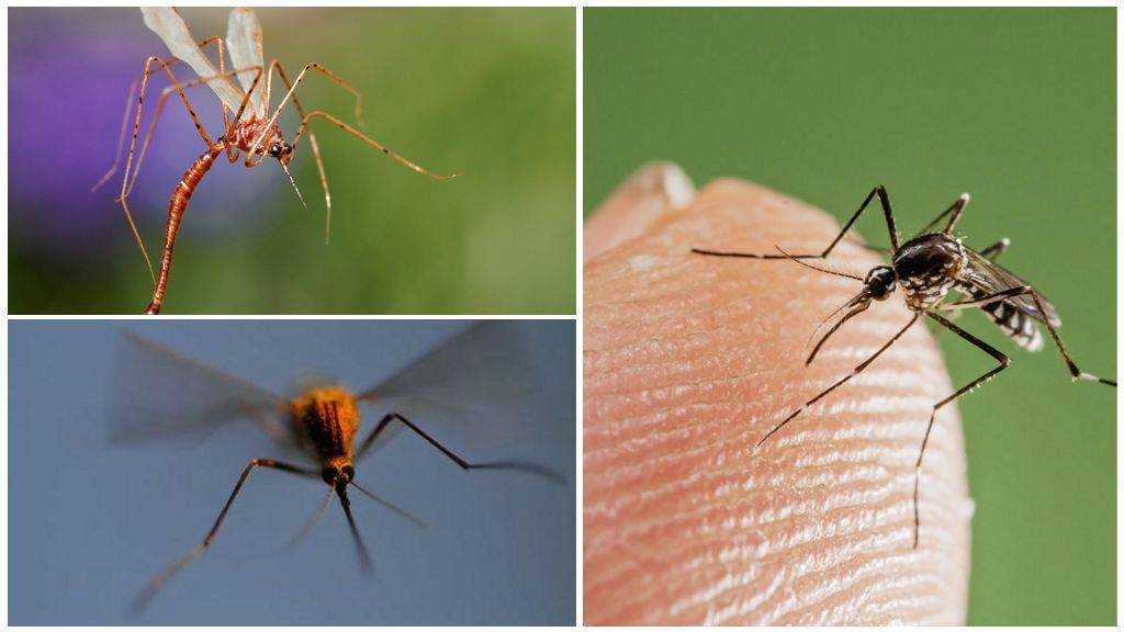 Какая скорость полета мухи — ответы ученых. какое расстояние может пролететь муха без остановки?