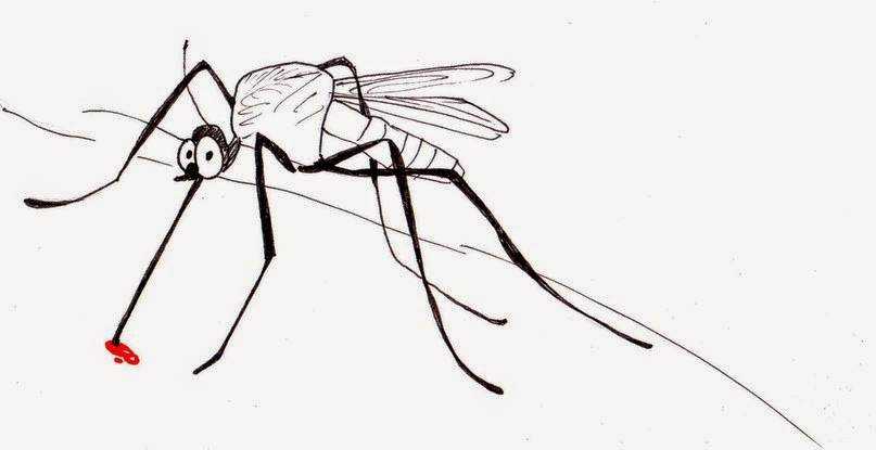 Как далеко комары путешествуют: встретить врага