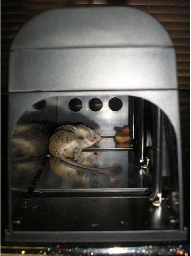 Отпугиватель мышей своими руками: схема ультразвукового отпугивателя грызунов