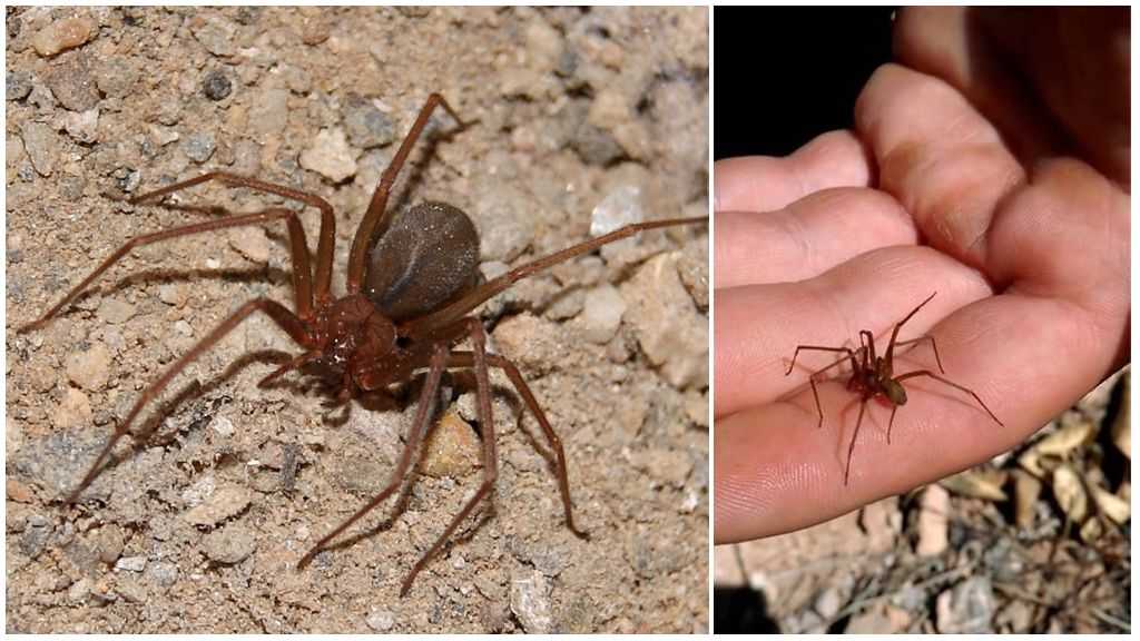 Домовой паук отшельник: где водится в россии, насколько опасен и какие последствия от укуса, фото паука