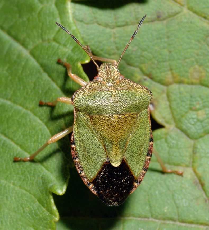 Семейство щитники (Pentatomidae)