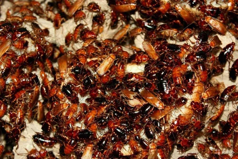 Туркменские тараканы - разведение и питание