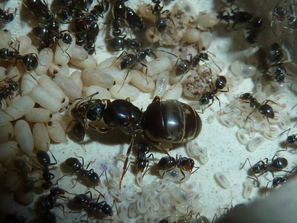 Матка красных муравьев. матка домашних муравьев