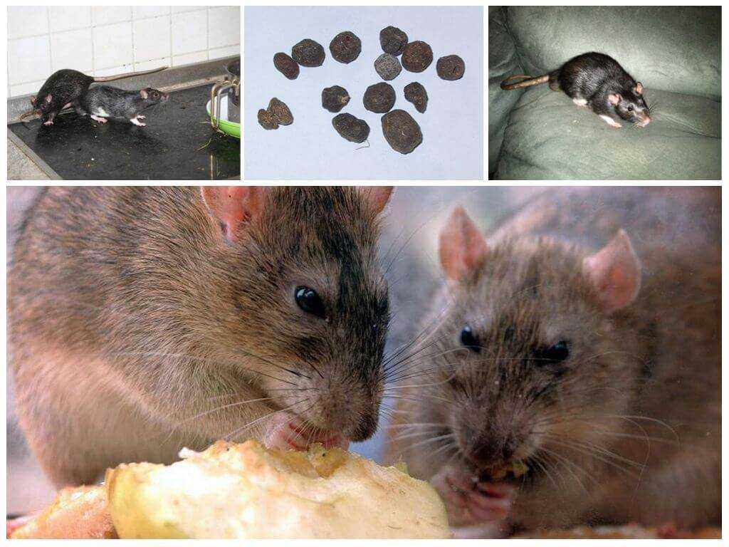 Могут ли крысы съесть человека - русская семерка