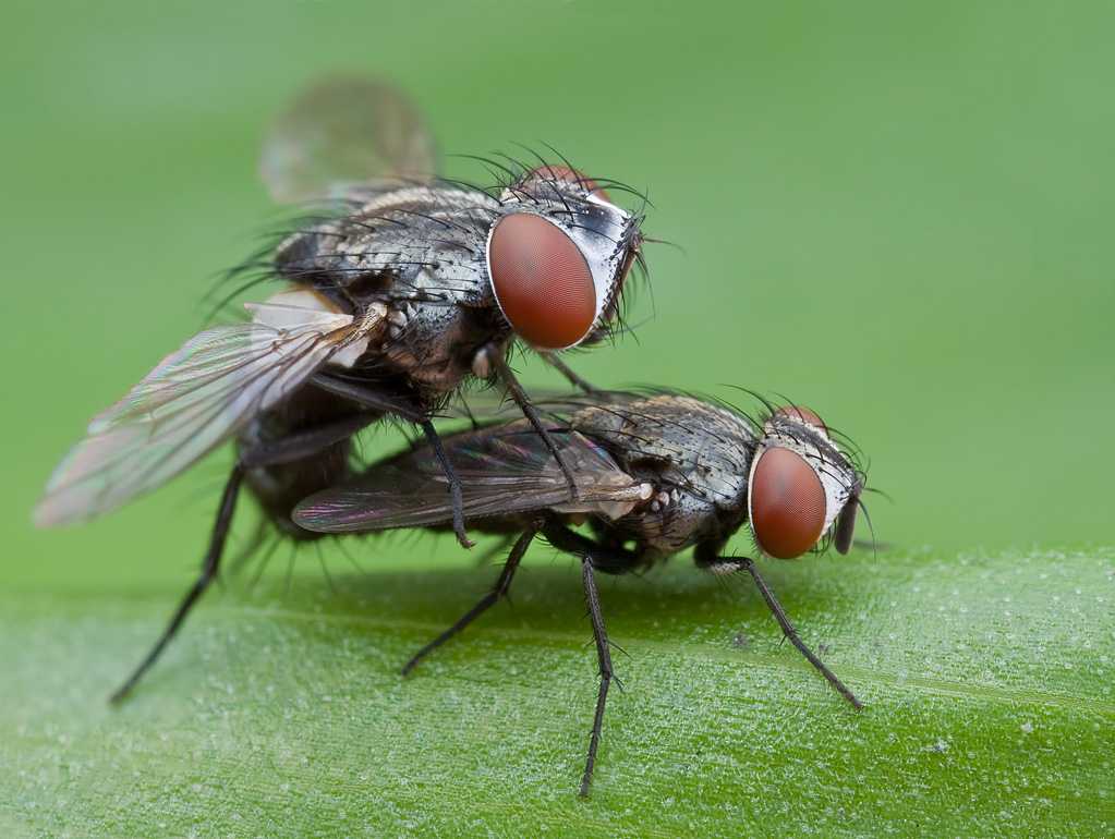 Муха насекомое виды. Отряд Двукрылые комары. Двукрылые мухи. Отряд Двукрылые семейство мухи. Двукрылые Муха краснохвостая.
