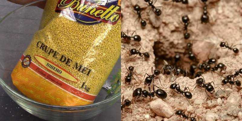 Пшено от муравьев: помогает ли оно, почему муравьи боятся пшена, методы применения