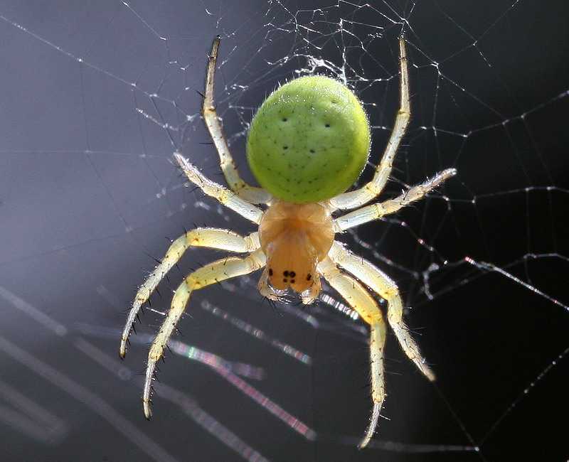 Хеиракантиум: большой и страшный паук