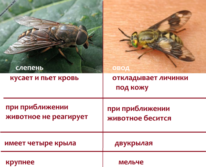 Как выглядит овод и слепень, чем они отличаются друг от друга: особенности внешнего вида насекомых, отличия в жизнедеятельности и размножении Питаются ли они по-разному, их ареал обитания, кто из них может укусить