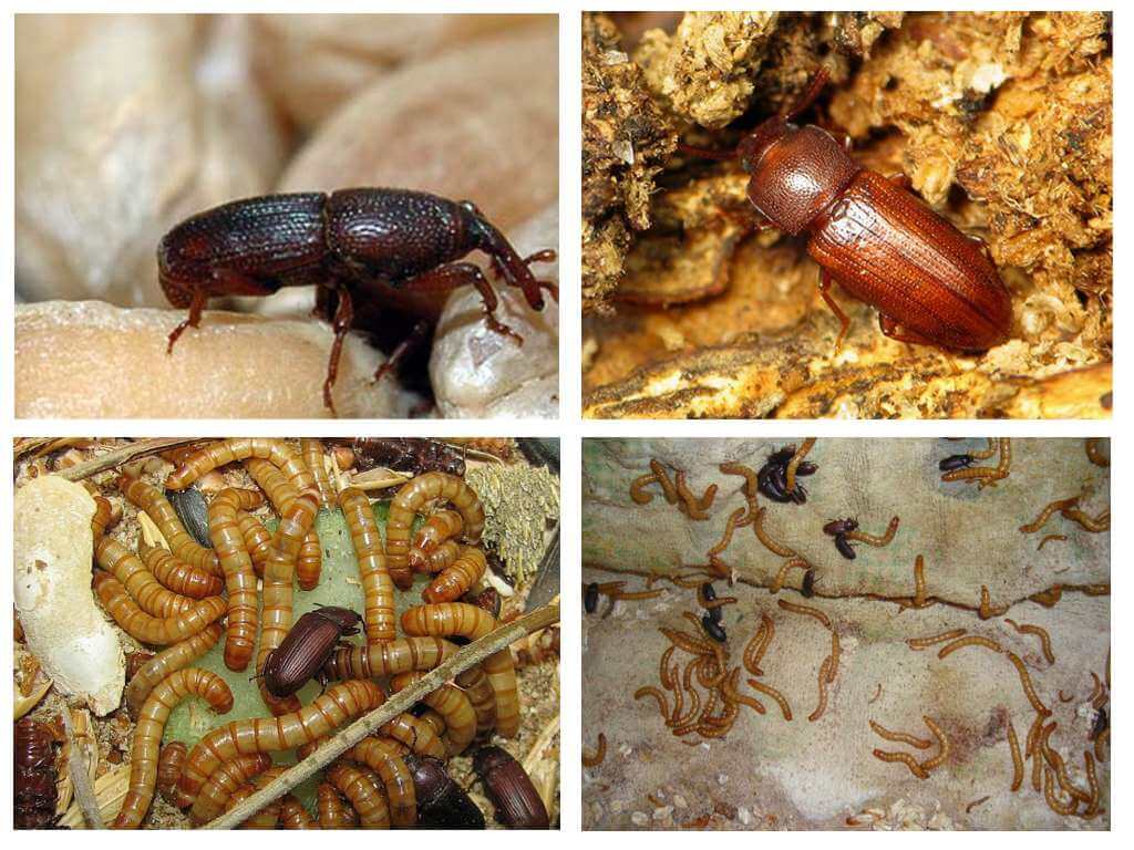 Мучные черви - личинки жука большого мучного хрущака: едят ли их